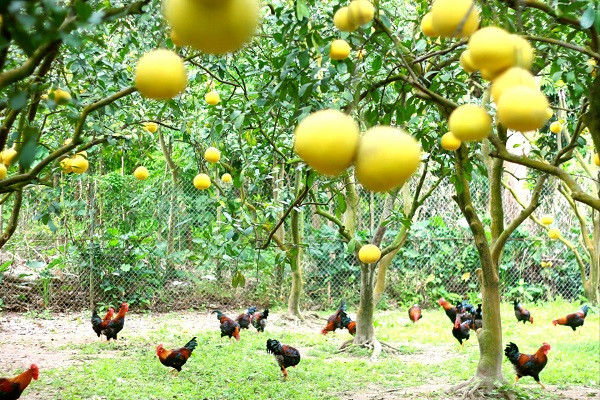 Chủ vườn nuôi gà phục vụ Tết trong vườn bưởi 