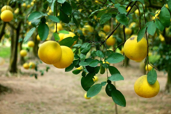 Vườn cây đầy trái ngọt 