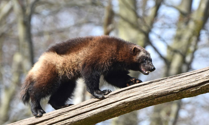 Tuy nhiên, chồn sói được đề cập là một loài vật kỳ quặc, vì chúng không chỉ đi săn mà còn ăn xác thối khi thức ăn khan hiếm, được coi là một chiến lược không bình thường.