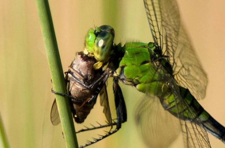 Thành công của chuồn chuồn được ghi nhận do thị lực phi thường của chúng và khả năng bay linh hoạt, cùng với khả năng xử lý thông tin cảm giác nhanh chóng của não chúng.