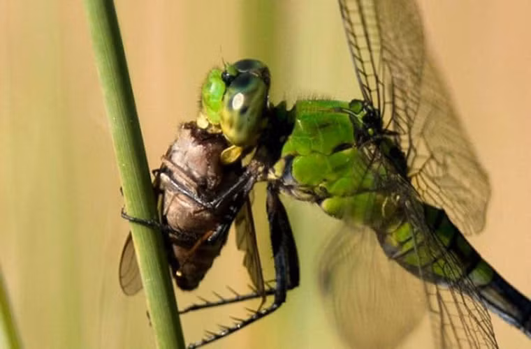 Thành công của chuồn chuồn được ghi nhận do thị lực phi thường của chúng và khả năng bay linh hoạt, cùng với khả năng xử lý thông tin cảm giác nhanh chóng của não chúng.