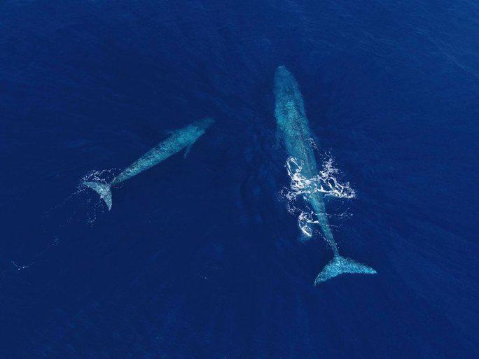 6. Cá voi xanh: Cá voi xanh là loài động vật lớn nhất còn tồn tại, với chiều dài gần 31 mét và khối lượng lên đến 200 tấn. Chúng tiêu thụ hàng triệu calories mỗi ngày và là loài cá voi lớn nhất từng biết đến.