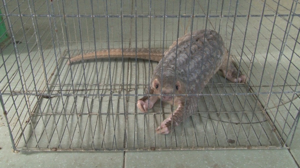 Tê tê vàng trưởng thành có độ dài khoảng 40 – 58cm, trong đó phần đuôi dài khoảng 25 – 38cm. Trọng lượng của một con tê tê Trung Quốc khoảng từ 2 – 7kg.