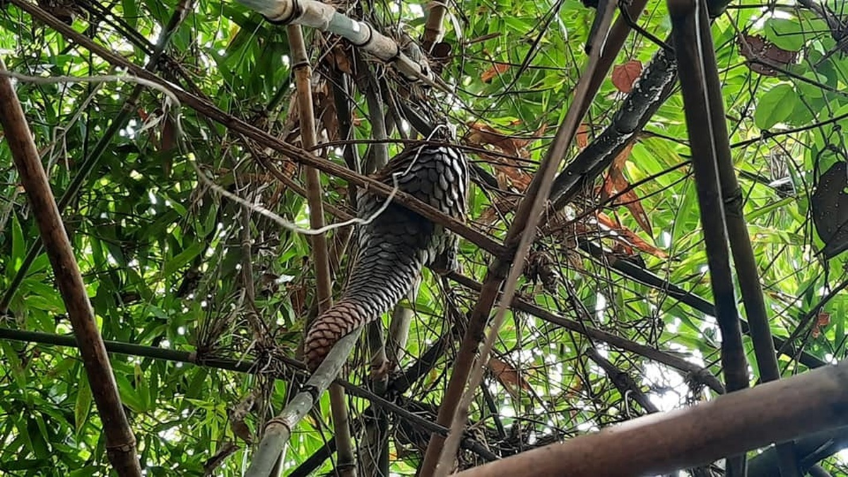 Tê tê không có răng, lưỡi rất dài (khoảng 25cm), khi trưởng thành chúng có bộ móng vuốt dài ở bàn chân.