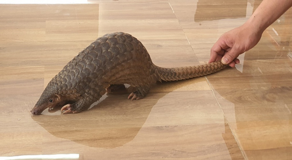 Tê tê vàng là một sinh vật khá kín đáo, di chuyển chậm và sống về đêm. Chúng sống ở trong hang và cuộn tròn khi ngủ vào ban ngày. Thức ăn chủ yếu của tê tê vàng là các loại côn trùng như kiến, mối và các loại côn trùng không xương sống như ong, dế…