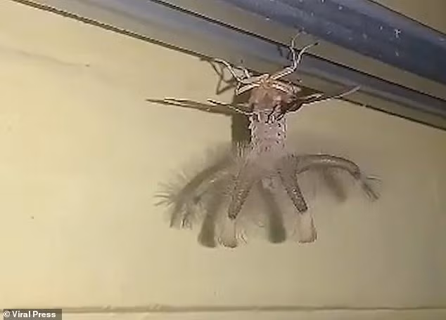 Mặc dù chủ nhà không xác định được loại sinh vật này, nhưng đùa rằng nó trông giống người ngoài hành tinh và không nằm trong khu phố của anh ta.