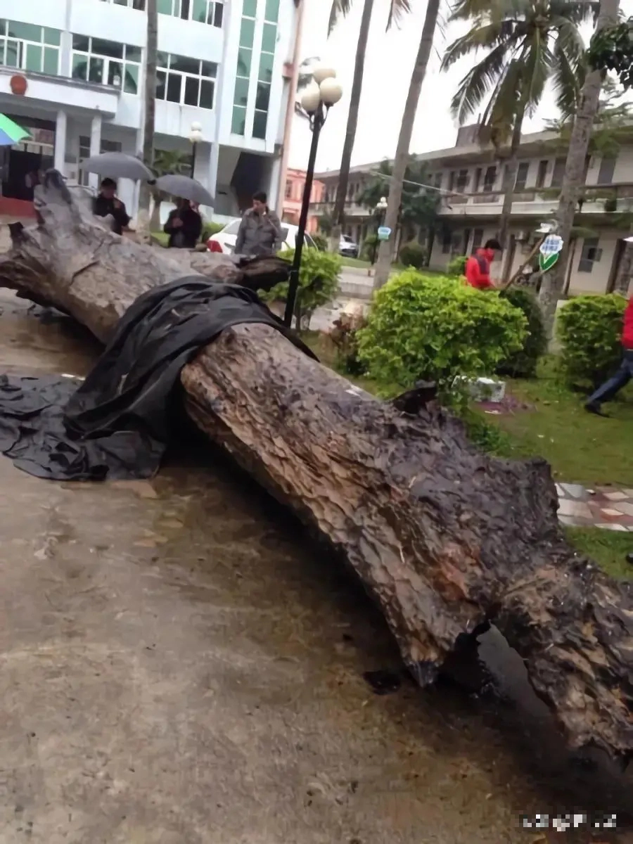 Chuyên gia sau đó xác nhận đó là khúc gỗ mun có tuổi đời 930 năm.