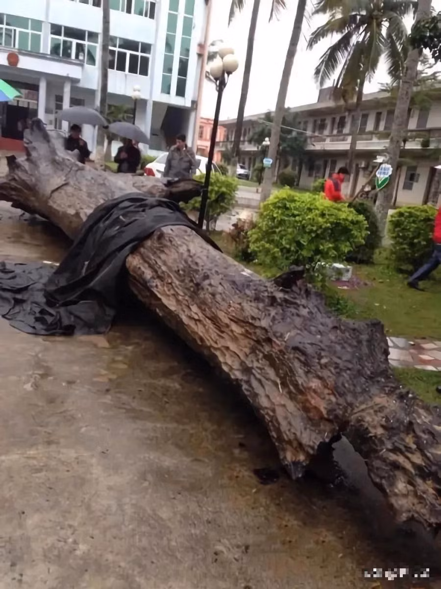 Chuyên gia sau đó xác nhận đó là khúc gỗ mun có tuổi đời 930 năm.