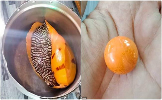 Ngọc trai melo thường được tìm thấy ở Biển Đông và Biển Andaman ngoài khơi bờ biển Myanmar, sinh ra bởi loài ốc biển săn mồi Volutidae.