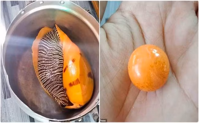 Ngọc trai melo thường được tìm thấy ở Biển Đông và Biển Andaman ngoài khơi bờ biển Myanmar, sinh ra bởi loài ốc biển săn mồi Volutidae.