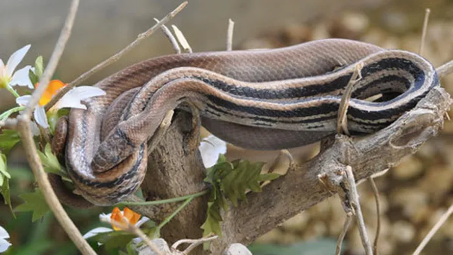 Chúng dễ nhận diện với ba đường đen nhỏ ở mắt và bốn đường màu đen trên thân.