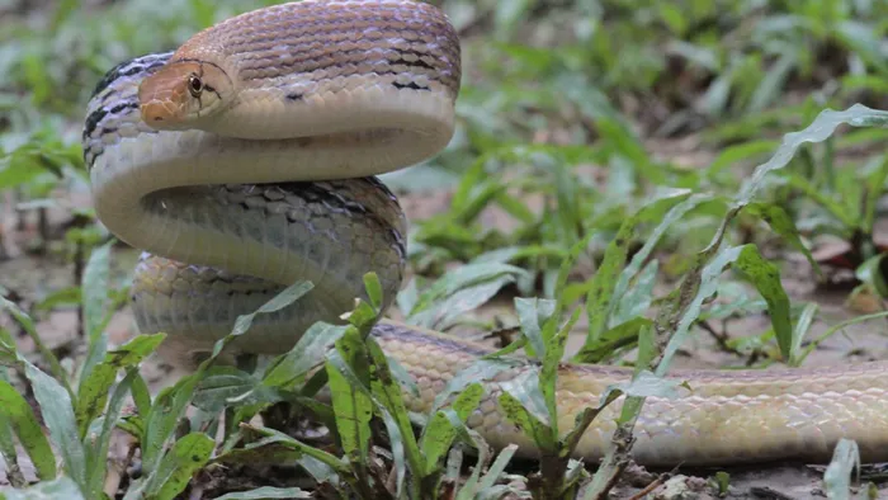 Màn giả chết này giúp chúng tránh được sự chú ý của kẻ săn mồi và tăng khả năng sống sót của chúng.