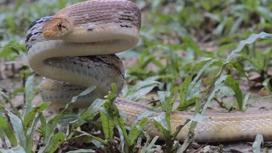 Màn giả chết này giúp chúng tránh được sự chú ý của kẻ săn mồi và tăng khả năng sống sót của chúng.