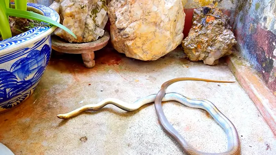 Thức ăn chủ yếu của rắn hổ ngựa là chuột, vì vậy chúng được coi là hữu ích cho nhà nông trong việc kiểm soát dân số chuột.