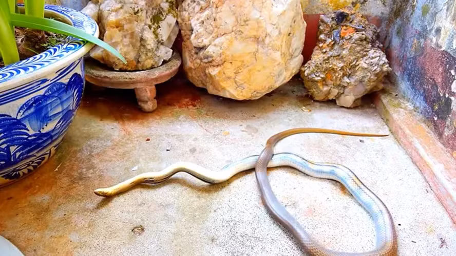 Thức ăn chủ yếu của rắn hổ ngựa là chuột, vì vậy chúng được coi là hữu ích cho nhà nông trong việc kiểm soát dân số chuột.