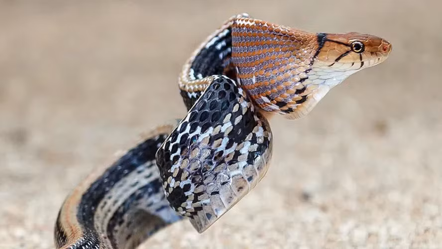 Rắn hổ ngựa có chiều dài lên đến 2m, sống trên cạn và là loài rắn leo trèo giỏi.