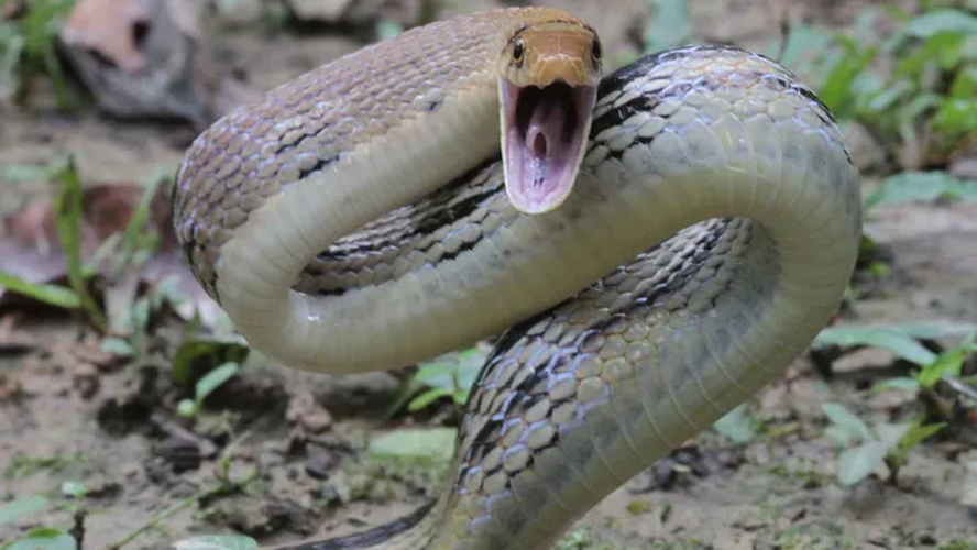 Tuy nhiên, loài rắn không có nọc độc này cũng có tính nhát gan, thường giả chết một cách tài tình khi đối diện với nguy cơ.