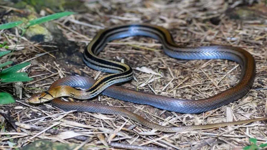 Mặc dù không có nọc độc, nhưng chúng có tính chiến đấu mạnh mẽ và có thể tấn công khi cảm thấy đe dọa.