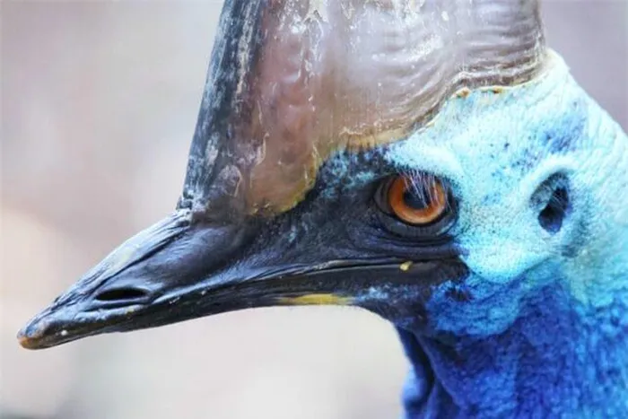 Đà điểu Cassowaries nổi tiếng với hình thù đặc trưng thời tiền sử, chiều cao, đôi chân mạnh mẽ và bàn chân có móng vuốt, có thể gây thiệt hại nghiêm trọng nếu tấn công con người.