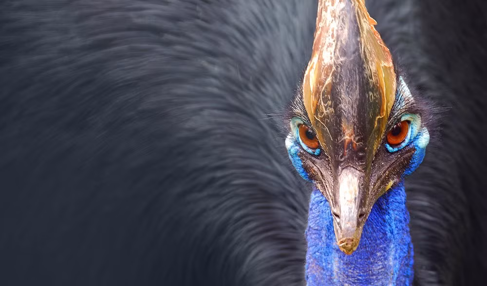 Sĩ quan bảo vệ động vật hoang dã Stephen Clough giải thích rằng đà điểu Cassowaries có khả năng bơi và thường xuống nước để vượt qua sông hoặc tránh xung đột với các con đà điểu khác.
