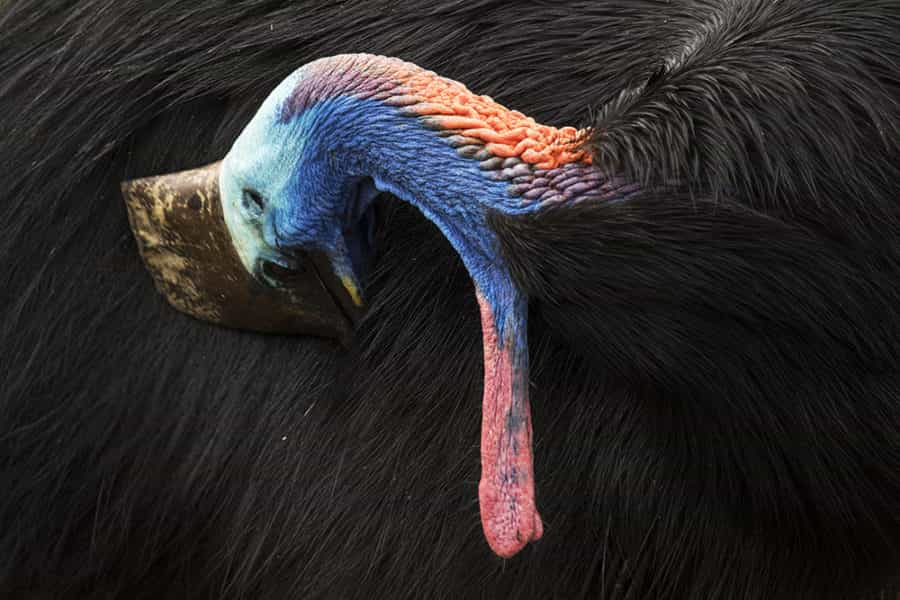 Chúng đang đối mặt với nguy cơ tuyệt chủng, việc bảo vệ chúng trước cuộc tấn công từ phía con người là rất quan trọng.