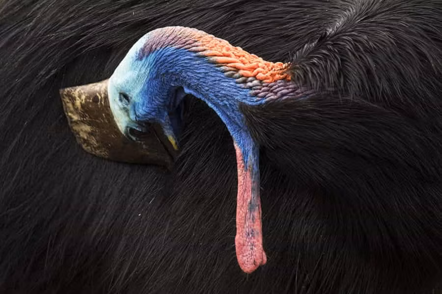 Chúng đang đối mặt với nguy cơ tuyệt chủng, việc bảo vệ chúng trước cuộc tấn công từ phía con người là rất quan trọng.