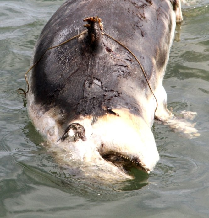 Tuy nhiên, loài này đang đối mặt với nhiều thách thức, bao gồm cả sự săn bắt quá mức, ô nhiễm môi trường và mất môi trường sống.