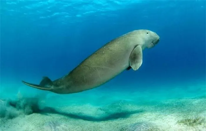 Thân hình cồng kềnh, đầu tròn và mõm lớn của bò biển khiến chúng trở nên đặc biệt.