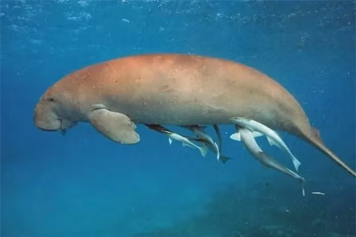 Để bảo vệ bò biển, cần thiết lập các khu bảo tồn biển, tăng cường giáo dục cộng đồng và giảm đánh bắt không bền vững.