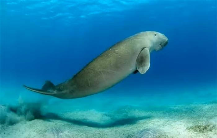 Thân hình cồng kềnh, đầu tròn và mõm lớn của bò biển khiến chúng trở nên đặc biệt.