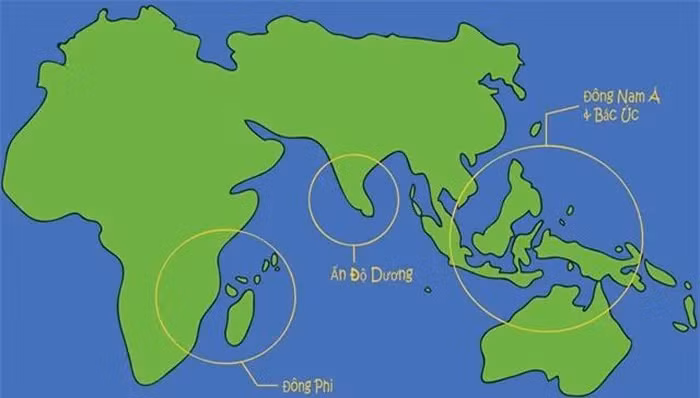 Bò biển thường xuất hiện ở các vùng cận duyên hải biển nhiệt đới, nơi chúng có thể tìm thấy thảm cỏ biển, thức ăn chính của chúng.