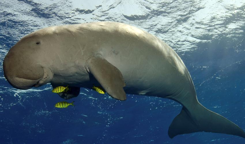 Bò biển, hay còn được biết đến với tên gọi khác là dugon hoặc cá cúi, là một loài cá với ngoại hình to lớn và độc đáo.