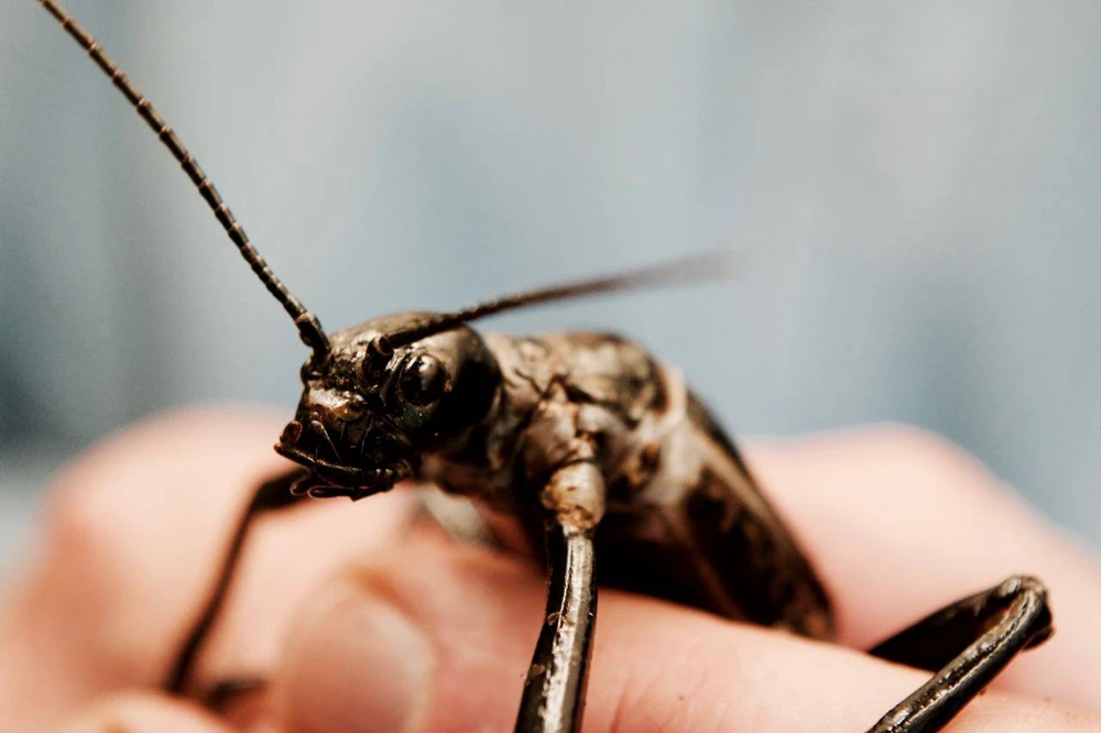 Đây là một thành công đáng mong đợi trong việc bảo tồn đa dạng sinh học.