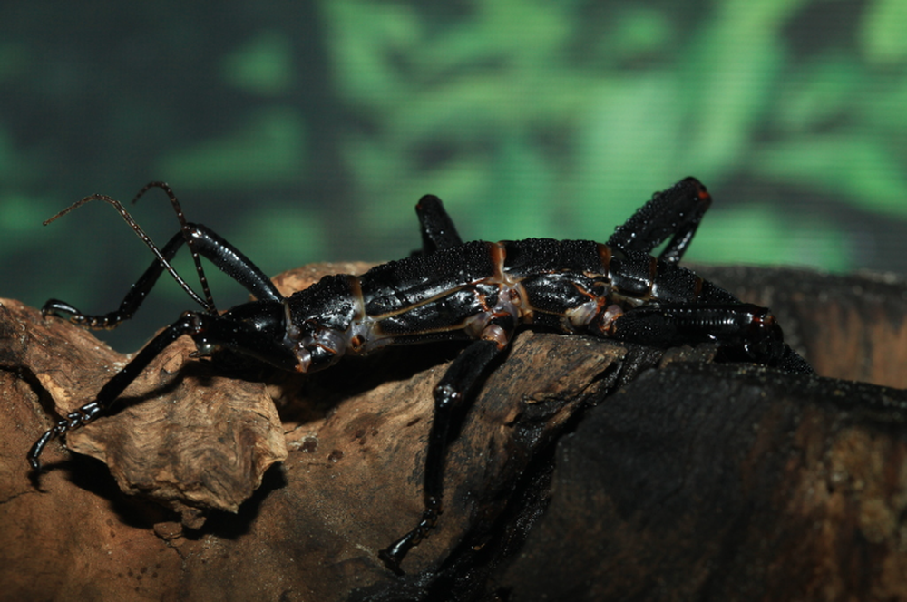 Chúng có chiều dài khoảng 15 cm và trải qua quá trình phát triển phức tạp với các đặc điểm sinh học độc đáo.