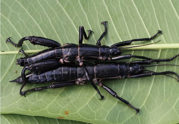 Sự mất tích của loài vật này gây tiếc nuối cho cộng đồng khoa học.