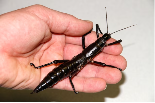 Sau nỗ lực lai tạo, số lượng bọ que Lord Howe đã tăng lên và được trả lại môi trường sống đặc biệt trên đảo Lord Howe, mở ra cơ hội thứ 2 cho loài côn trùng độc đáo này.