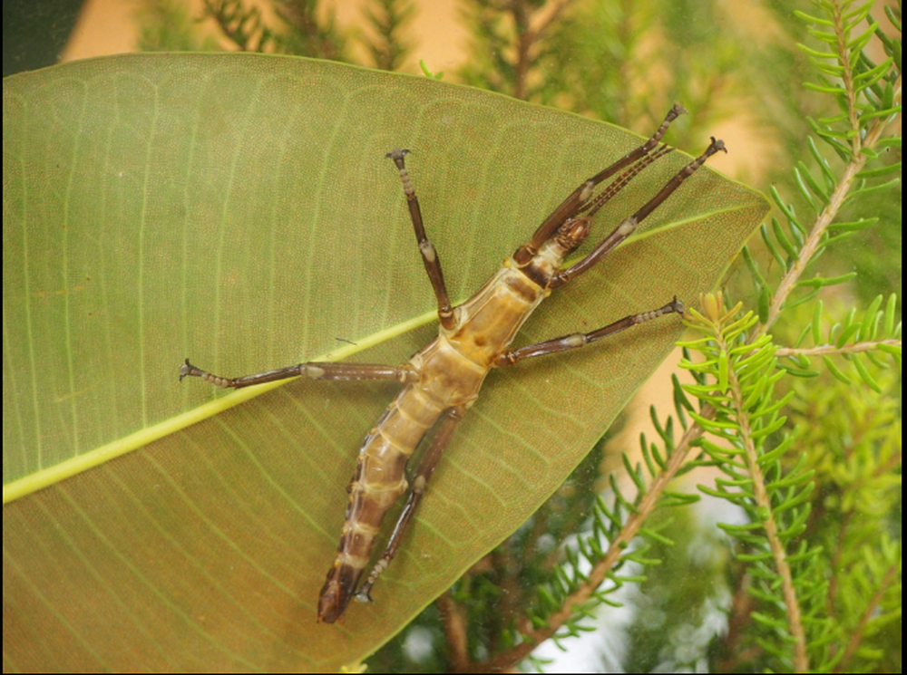 Các nhà khoa học đã tái tạo thành công loài này từ 4 con bọ que được gọi là "Adam" và "Eve" trên đảo Ball’s Pyramid, ngoài khơi bờ biển đảo Lord Howe.