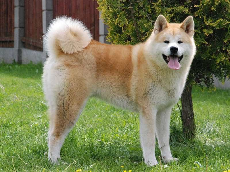 2. Akita: Xuất xứ từ Nhật Bản, Akita là giống chó trung thành và can đảm. Chúng thông minh, tận tụy, bảo vệ lãnh thổ.