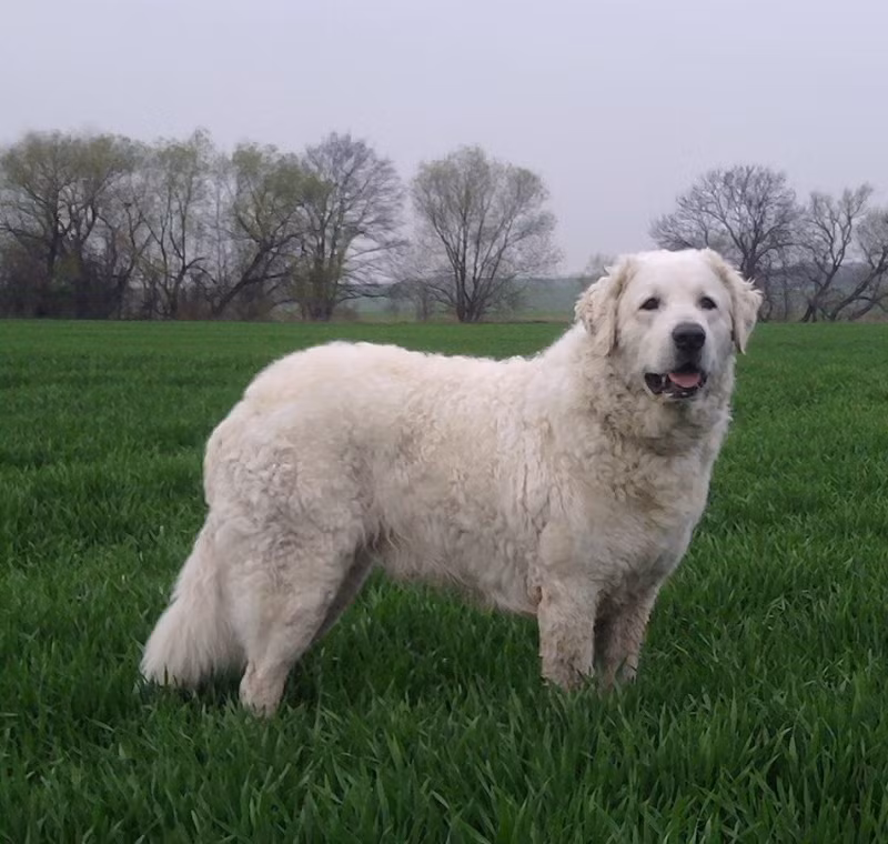 4. Kuvasz: Giống chó cổ từ Hungary, Kuvasz là người bảo hộ trung thành với gia đình. Chúng độc lập, mạnh mẽ, và cần được huấn luyện chuyên nghiệp từ nhỏ.