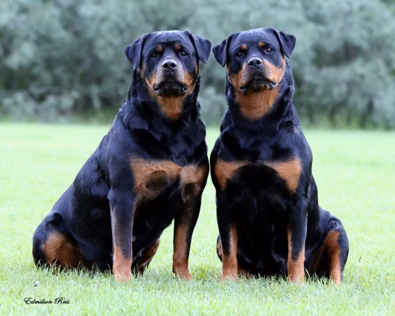 6. Rottweiler: Cũng xuất xứ từ Đức, Rottweiler là giống chó can đảm, mạnh mẽ, và có khả năng bảo vệ cao. Chúng cần được huấn luyện một cách nghiêm túc và giữ khoảng không gian rộng.