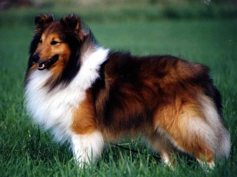 3. Shetland Sheepdog (Sheltie): Tích hợp từ Border Collie và Iceland Yakkin, Sheltie là giống chó chăn cừu thông minh và trung thành. Chúng hiền lành, yêu thương trẻ em, và thích hợp cho cuộc sống thành thị.