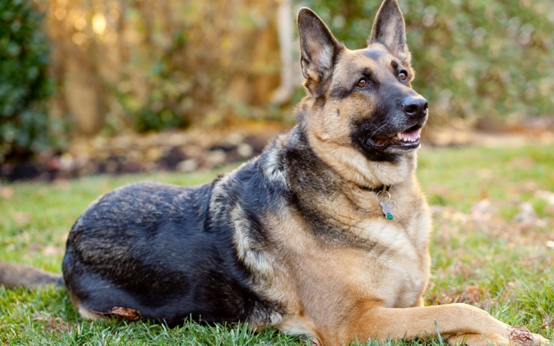 5. German Shepherd: Nguồn gốc từ Đức, German Shepherd là giống chó thông minh, trung thành, và được sử dụng rộng rãi trong lực lượng cảnh sát. Chúng dễ huấn luyện, can đảm, và yêu thương trẻ em.