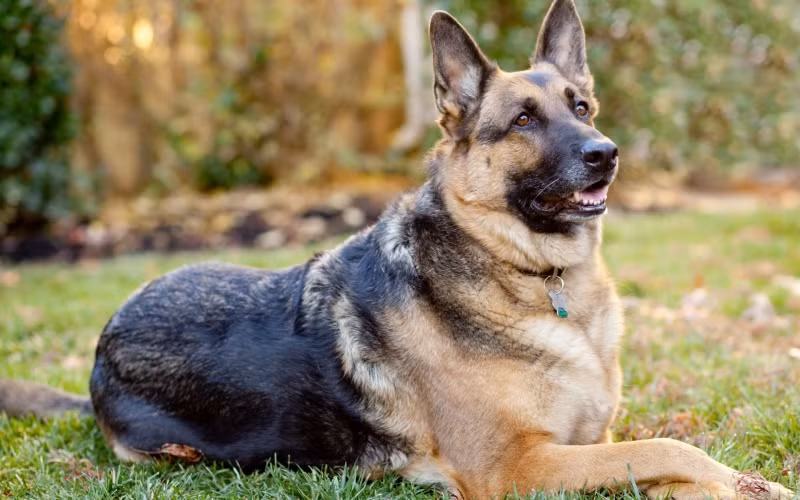 5. German Shepherd: Nguồn gốc từ Đức, German Shepherd là giống chó thông minh, trung thành, và được sử dụng rộng rãi trong lực lượng cảnh sát. Chúng dễ huấn luyện, can đảm, và yêu thương trẻ em.
