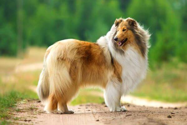 8. Rough Collie: Xuất xứ từ Scotland, Rough Collie có bộ lông dài quý phái. Chúng hiền hòa, trung thành, và thích hợp cho gia đình, nhất là với trẻ em.