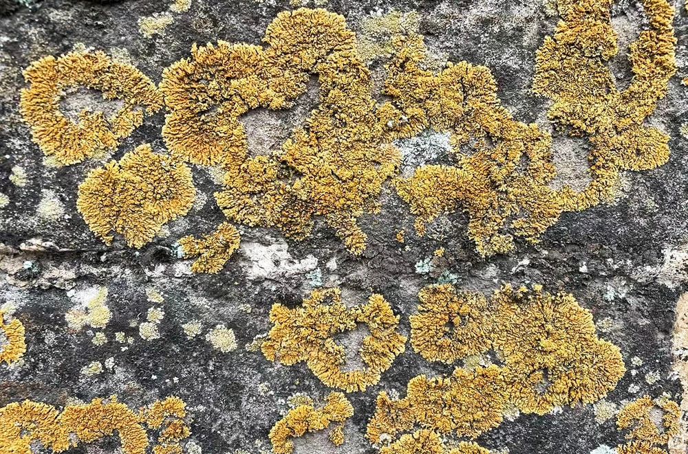 Các nhà khoa học phát hiện rằng, lớp vỏ sinh học này không tự nhiên xuất hiện mà được tạo ra một cách có chủ ý trong quá trình xây dựng Vạn Lý Trường Thành. Công nhân cổ đại đã sử dụng đất nện, kết hợp với các vật liệu hữu cơ như đất và sỏi, tạo thành bức tường khổng lồ. Mặc dù những vật liệu này dễ bị xói mòn, nhưng chúng thúc đẩy sự phát triển của lớp vỏ sinh học.