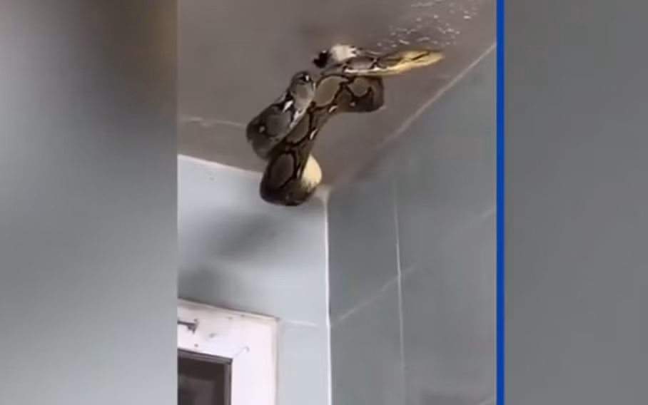 Một người đàn ông Thái Lan, Nop Powin đã trải qua một trải nghiệm kinh hoàng tại nhà hàng của mình ở Phitsanulok, miền Bắc Thái Lan. Trong lúc làm vệ sinh, anh phát hiện một con trăn khổng lồ dài 8 mét đang lủng lẳng treo trên trần nhà vệ sinh. (Ảnh cắt từ clip)