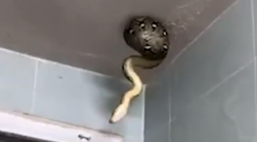 Đây không phải là lần đầu tiên một sự kiện như vậy xảy ra, năm 2018, một con trăn lưới dài hơn 7 mét được cho là đã tấn công và giết chết một phụ nữ ở Indonesia. (Ảnh cắt từ clip)