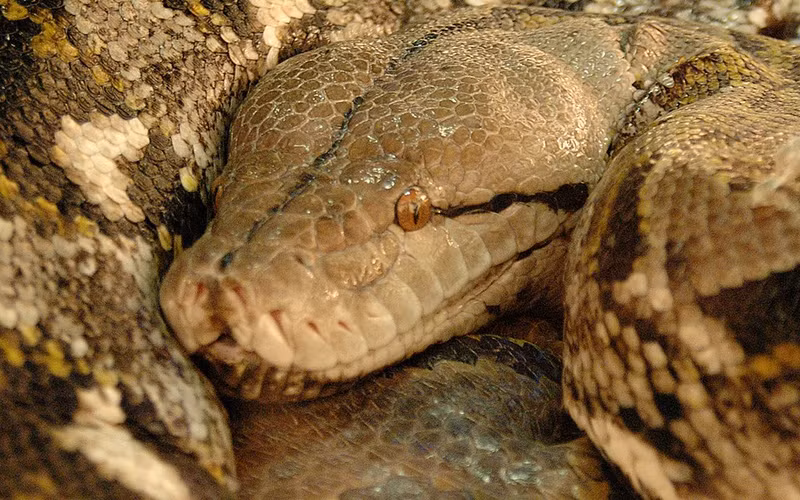 Chiều dài cơ thể của trăn lưới có thể lên đến 9,75 mét dài hơn trăn khổng lồ anaconda (loài trăn lớn nhất thế giới về trọng lượng).