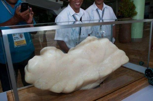 "Báu vật" này được trưng bày tại sảnh của Tòa thị chính New Green ở Puerto Princesa, Philippines và nơi đây trở thành điểm du lịch nổi tiếng thu hút khách tham quan.