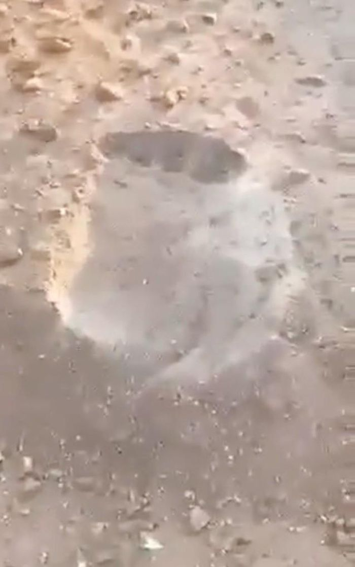 Đoạn video được cho là quay ở Bắc Queensland và đã thu hút sự chú ý trên các phương tiện truyền thông và diễn đàn trực tuyến. Trong video, một nhóm công nhân phát hiện xác lợn rừng bị cắt đôi và gần đó là "dấu chân" khổng lồ, được cho là của quái vật Bigfoot.